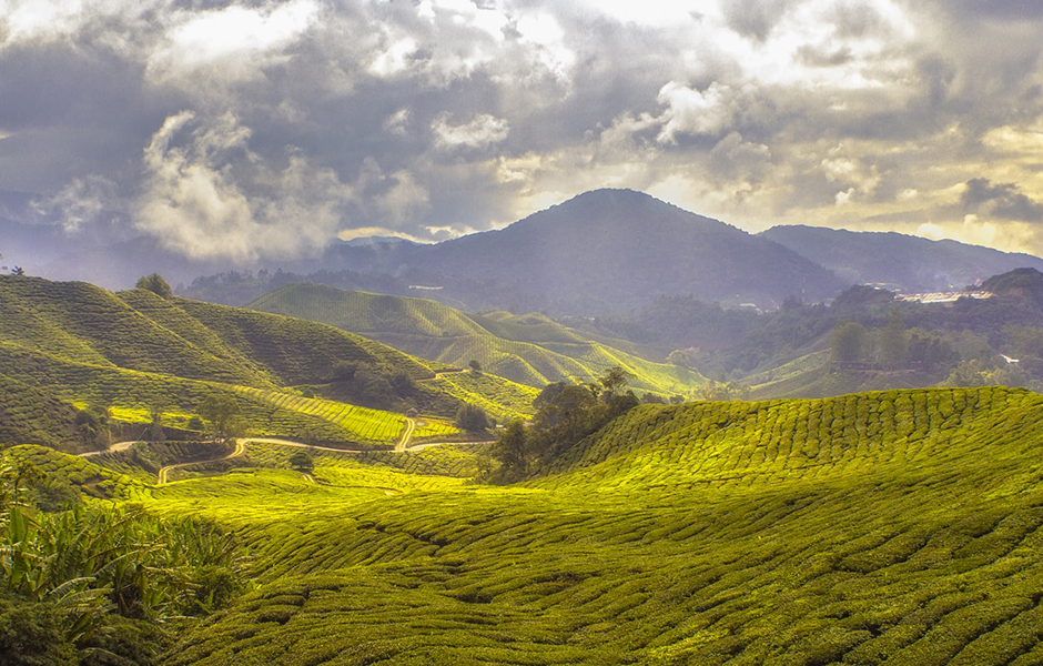 coffee plantations in a valley